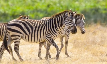 8 Days Tanzania Safari Adventure