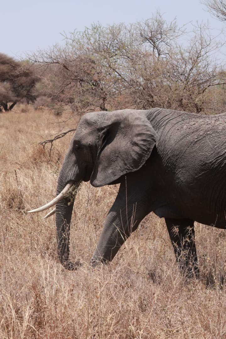 Elephant walking in Tarangire savanna