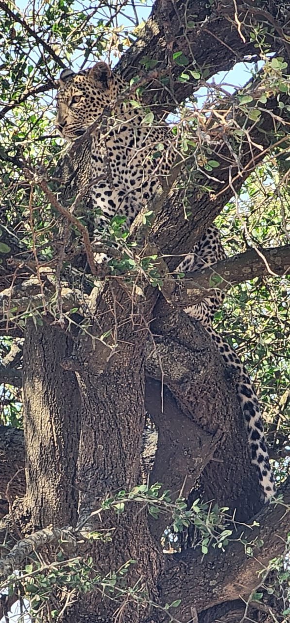 African Leopard Perched In Forked Tree Serengeti Safari