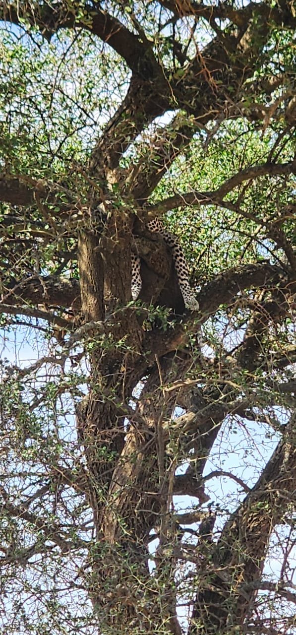 African Leopard Resting In Tall Tree Canopy Safari