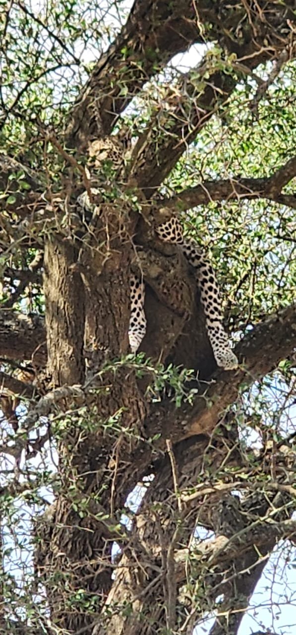 African Leopard Sleeping On Tree Branch Tanzania Safari