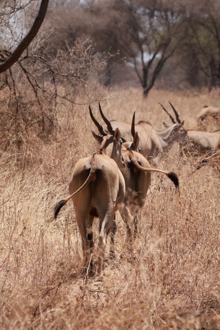 Antelopes Running Through Savanna Bush Tanzania Game Drive