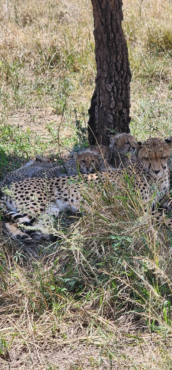 Cheetah Family Under Tree Trunk Serengeti Game Drive