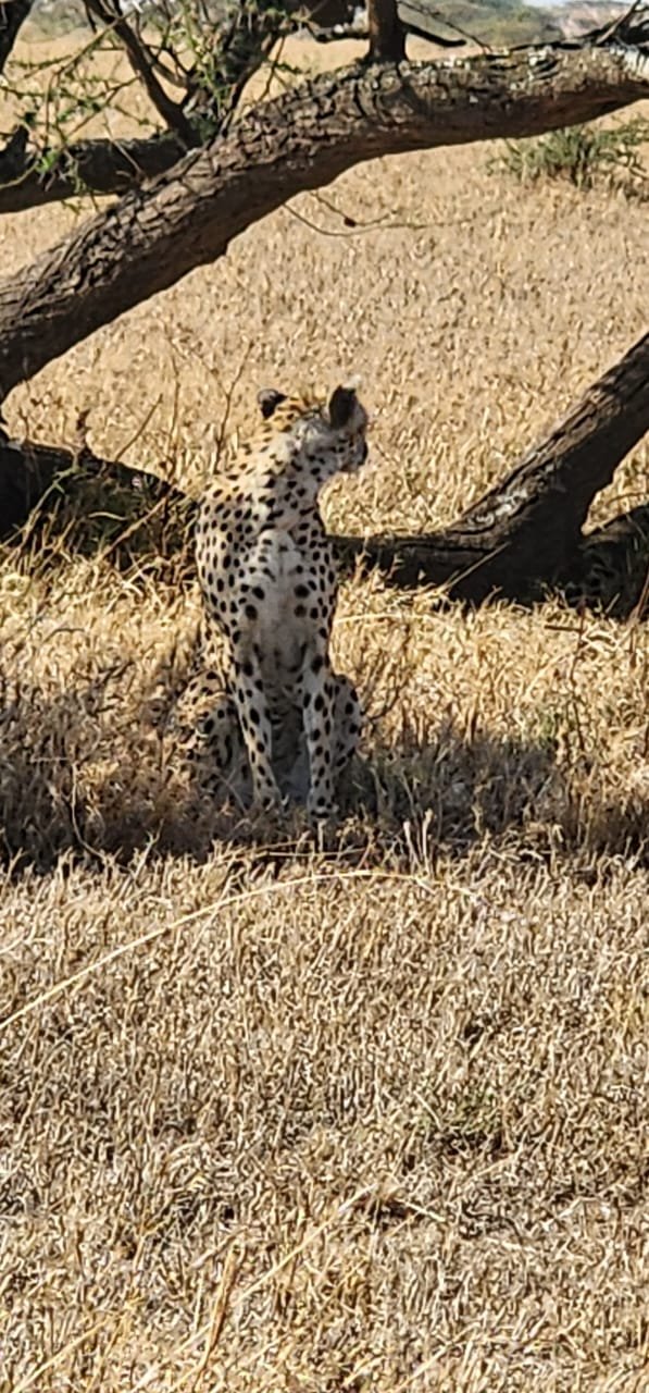 Cheetah Looking Alert Across Savanna Serengeti Safari