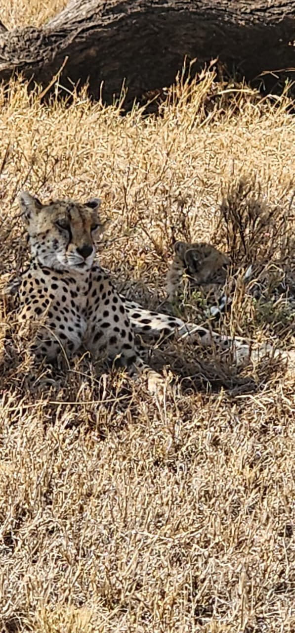 Cheetah Resting In Golden Grass Serengeti National Park