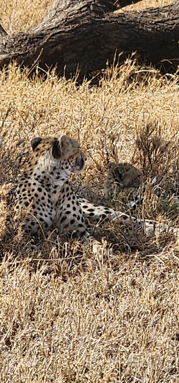 Cheetah Resting Under Acacia Branch Serengeti Plains