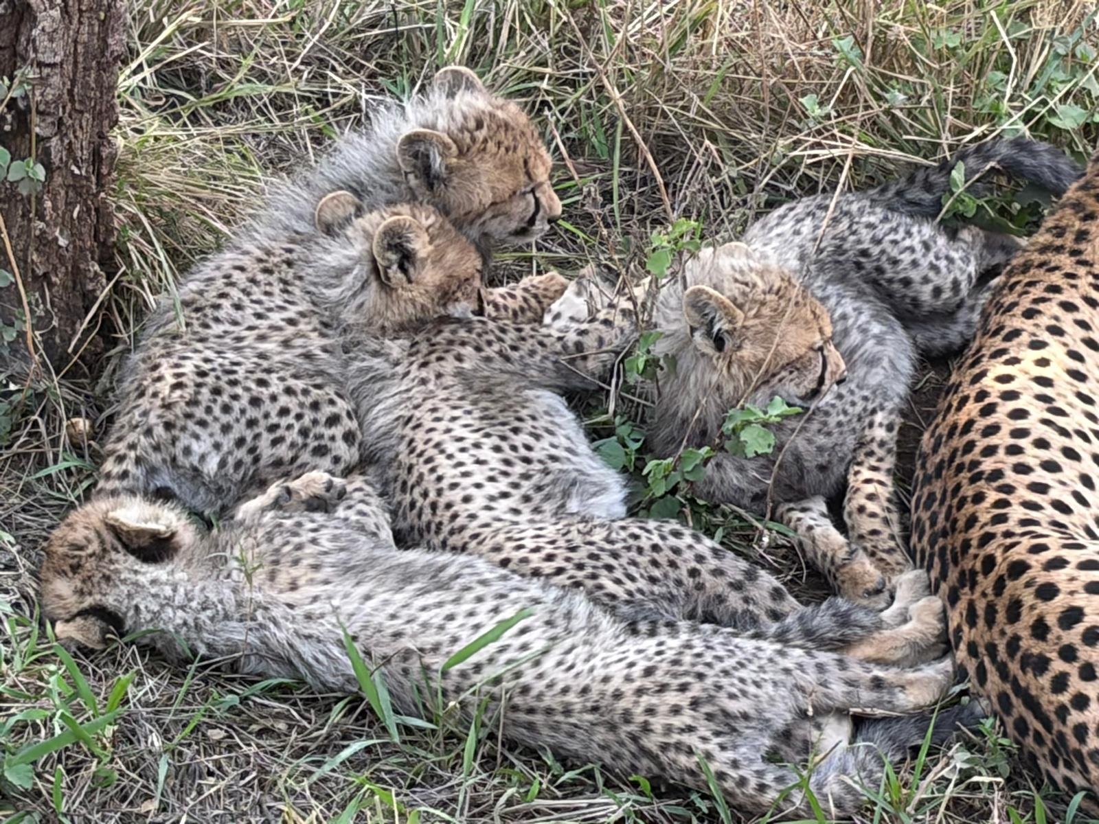 Close Up Cheetah Cubs Sleeping In Wild Tanzania Safari