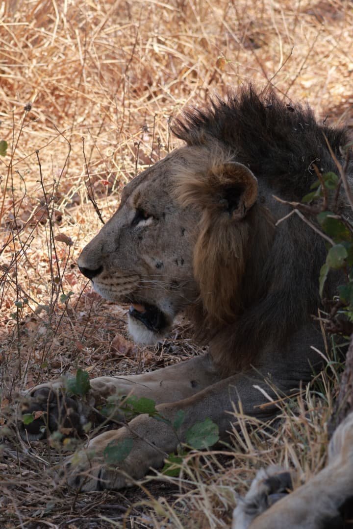 Big cat country