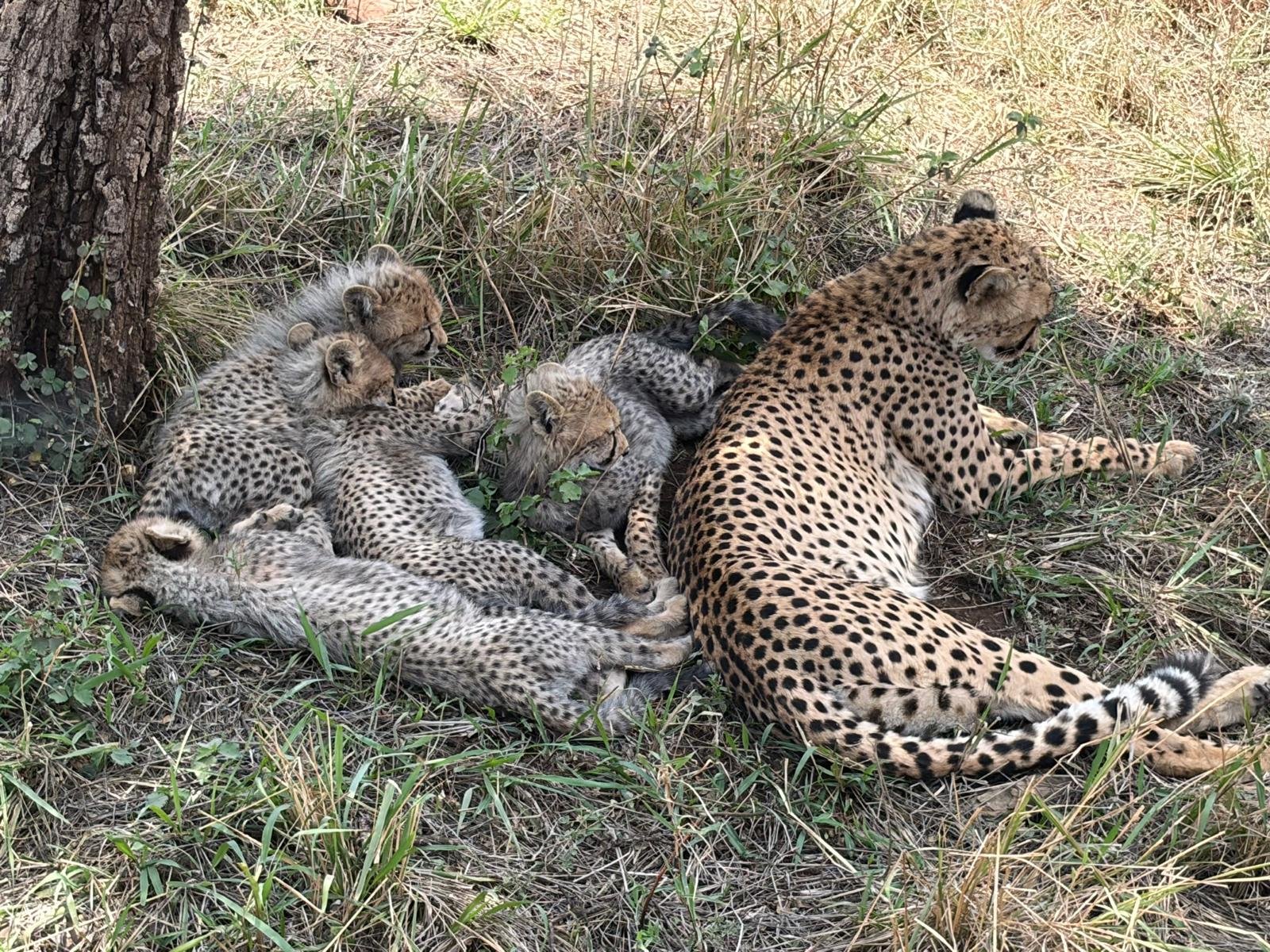 Mother Cheetah And Cubs In Shade Serengeti Tanzania