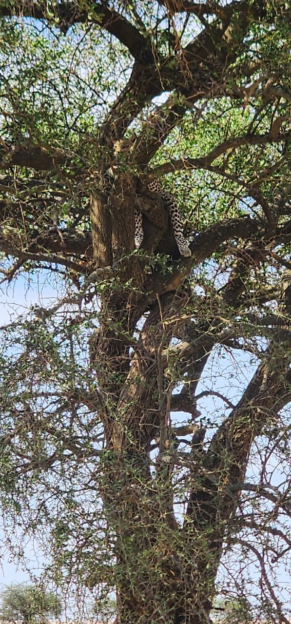 Serengeti Leopard Resting In Acacia Tree Branches Safari