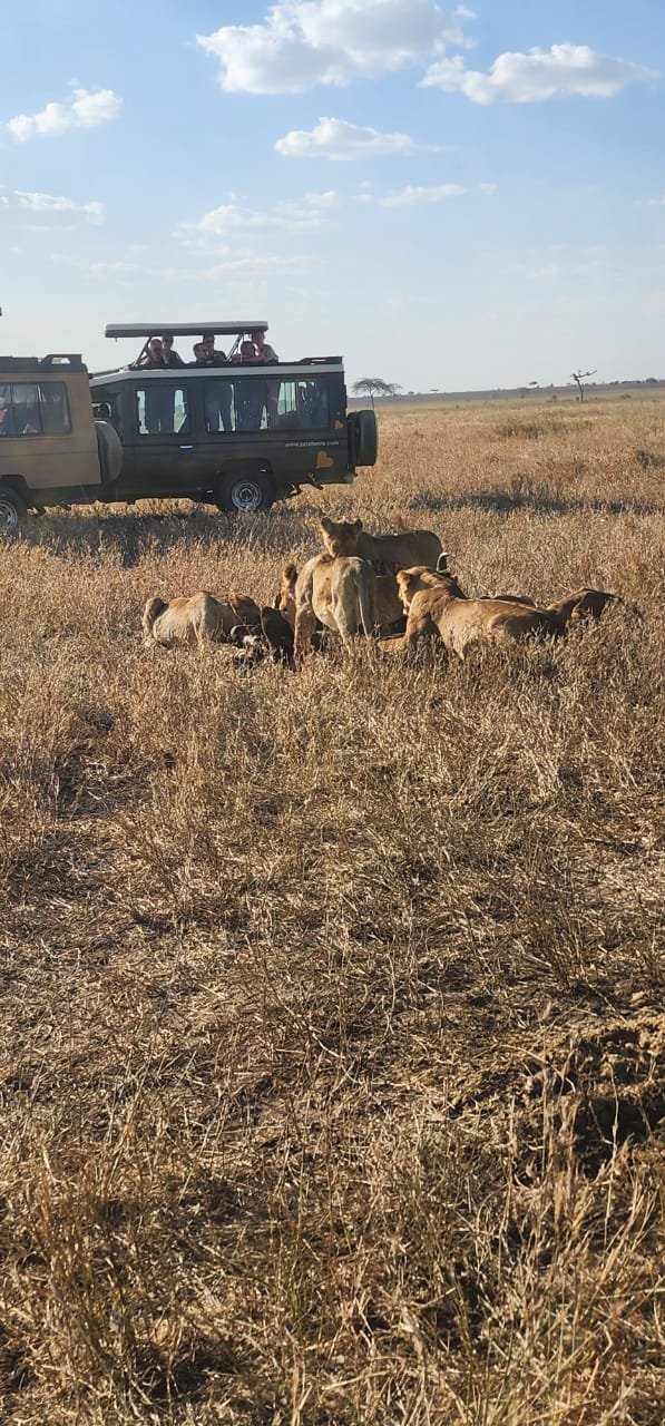 Lions resting beside a safari vehicle in Serengeti