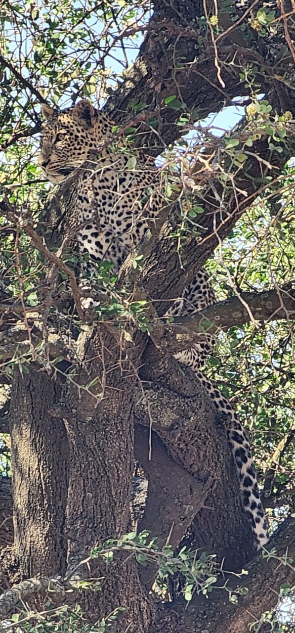 Serengeti National Park experience