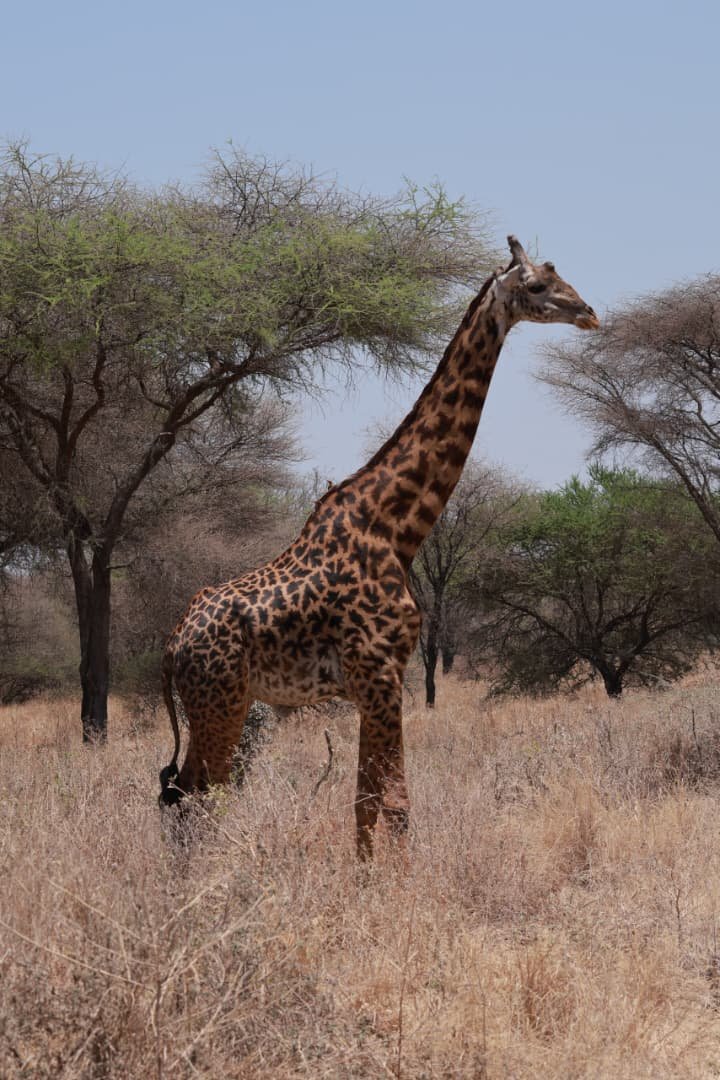 Giraffes and forest life