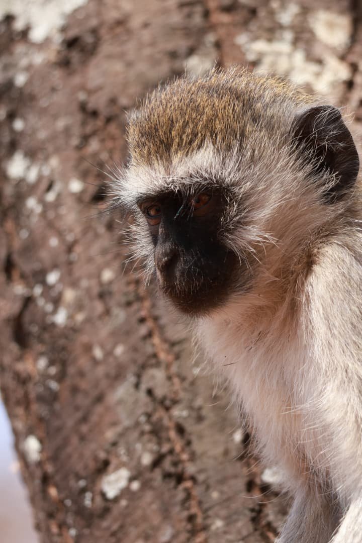 Vervet monkey; forest wildlife