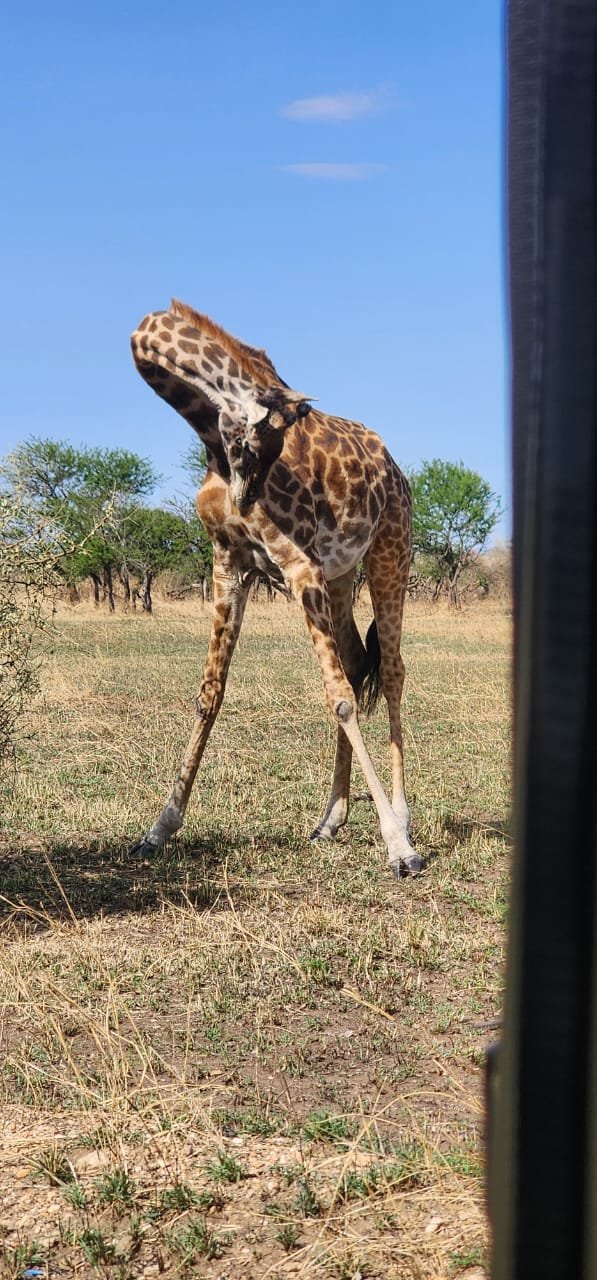 Giraffe seen from a safari vehicle