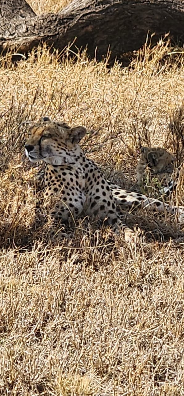Cheetah resting in the Tanzania grassland