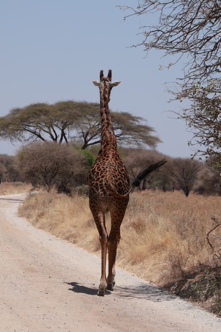 Giraffe in woodland; general safari photo