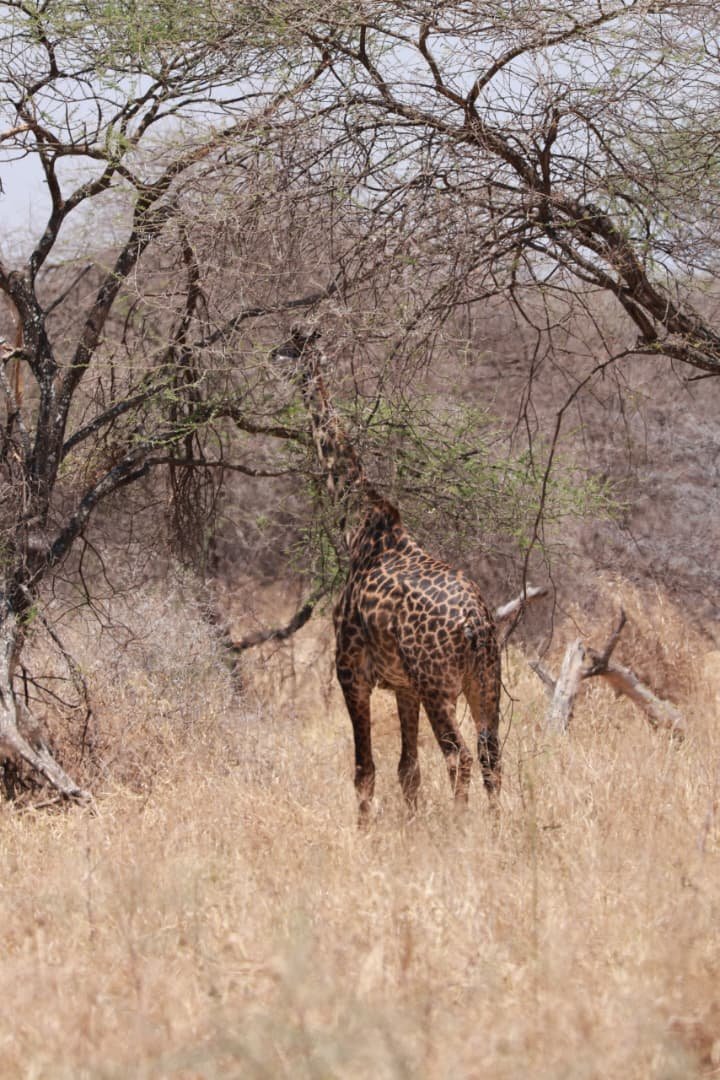 Giraffe among woodland trees; general safari photo