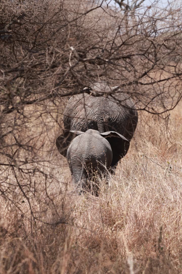 Elephants in woodland
