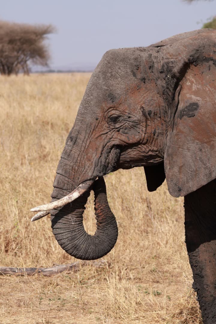 Elephant country in Tanzania
