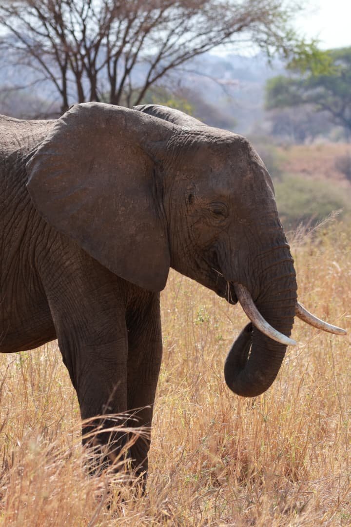 Elephant country