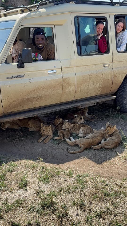 A lion beside a Sunset safari vehicle