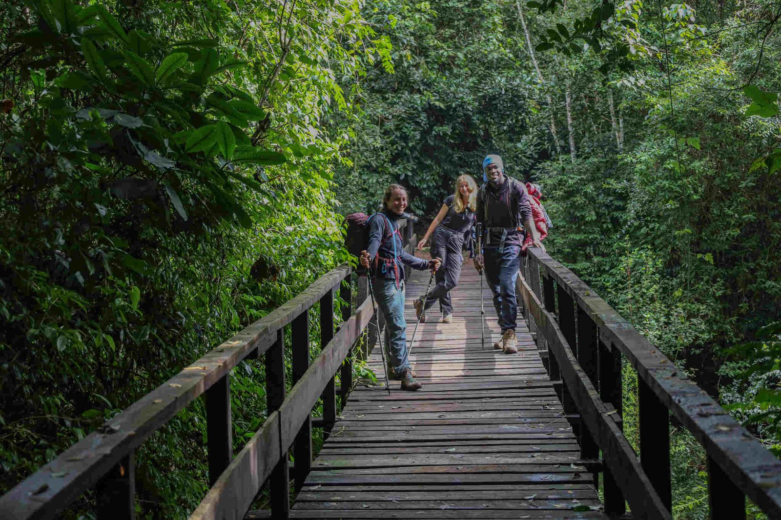 Sunset trekkers on a Kilimanjaro rainforest boardwalk